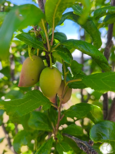 A close-up, eye-level shot captures several unripe plums on a tree branch, set against a backdrop of lush green leaves and a bright blue sky. The plums are elongated and vary in color from light green to a reddish-pink hue, with subtle blush marks visible on some. The leaves are a vibrant green, with some showing serrated edges. The branches are brown and gnarled, indicating the maturity of the tree. The background is softly blurred, suggesting a shallow depth of field, with hints of light and shadow filtering through the foliage. The scene appears to be in a natural outdoor setting, possibly a garden or orchard, with no discernible human presence or activity. The image lacks specific landmarks to pinpoint its exact location within Фронтовики Снт, Russia, but it conveys a sense of natural beauty and the early stages of fruit development.