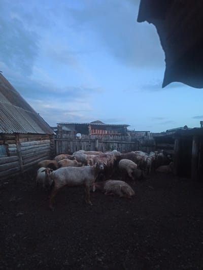 The image depicts a rustic scene at dusk in Nigamatovo, Russia. The primary subjects are a herd of sheep, clustered together in what appears to be a pen or yard next to wooden structures. The sheep are of various sizes, with some appearing to be lambs. They are huddled close to each other, some lying down and others standing.
The setting is rural and somewhat primitive, characterized by weathered wooden buildings and fences. One building in the foreground has a corrugated metal roof and wooden walls, suggesting a barn or outbuilding. Behind it, another wooden structure with stacked logs is visible. The ground is dark and appears to be dirt or gravel.
The sky is a dusky blue, indicating it is either early morning or late evening. There are some clouds present, but the overall light suggests a calm, overcast day or twilight. The overall mood of the image is quiet and serene, capturing a moment of rest for the animals in their rural environment. No people are visible in the image, and there is no discernible text. The image is oriented vertically.