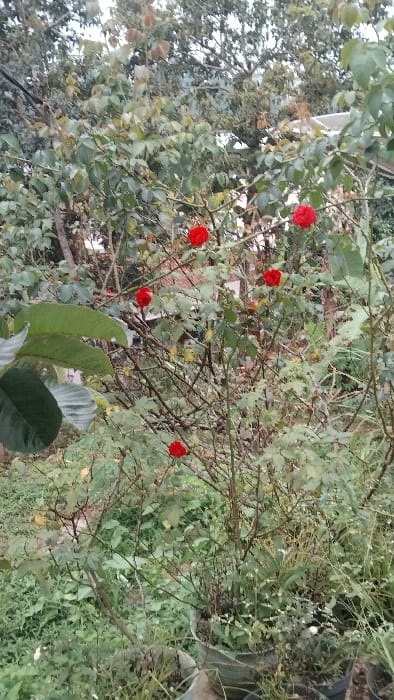 The image shows a close-up view of a rose bush in a lush, green garden. The bush has several red rose blooms, including one in the center of the image and others on the periphery. The foliage is dense, and the stems are mostly brown with some green. The image is likely taken at the location in Panjalu, Indonesia, specified by the coordinates: latitude: -7.142, longitude: 108.278. The ground is covered in grass, and the bush is planted in a pot. There is a partial view of another pot in the lower right corner of the image. The background is blurry, suggesting a shallow depth of field. A roof and a tree are visible in the distance. The image captures a peaceful and serene moment in the garden, with the beauty of the roses showcased against a lush backdrop.
