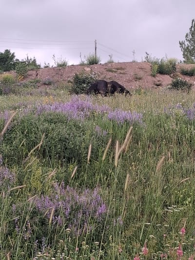 A dark-colored animal, possibly a horse, is grazing on a grassy hillside dotted with purple wildflowers. The animal's back is visible, and its head is lowered towards the ground. In the background, a dirt mound is covered with sparse green vegetation and some scattered rocks. Power lines run horizontally across the sky, and a wooden utility pole stands to the right of the mound. The sky is overcast with a pale, grayish hue. The scene appears to be a rural or semi-rural area with natural vegetation and signs of infrastructure.
