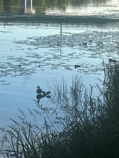 In Il'inskoye, Russia, a serene body of water is depicted at the base of a tall, light-colored structure that is reflected on the water's surface. The water is dotted with numerous lily pads, some with their stalks emerging. In the mid-ground, a silhouette of a duck stands on the water, accompanied by two ducklings positioned close to it. The duck and ducklings are reflected in the calm water. Tall grass and reeds line the right edge of the frame, casting shadows on the water. The lighting suggests it is either early morning or late evening, with soft light illuminating the scene.
