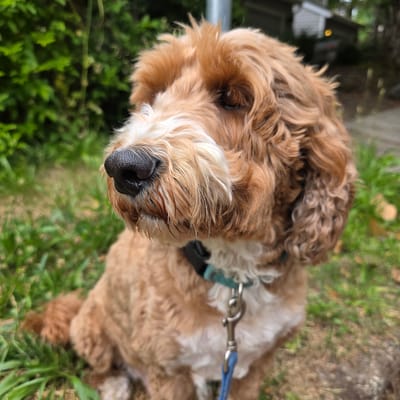 A light brown, fluffy dog with a dark nose is lying on grass. The dog has a teal collar and a blue leash attached to it. The leash is connected to a metal clasp. The background shows green foliage and some blurred structures, possibly houses. The image appears to be taken outdoors during the daytime, with soft lighting. The dog's fur is wavy and light brown, with some white patches on its chest and muzzle. The dog's eye is visible, appearing dark. The scene is set in a yard or park, given the presence of grass and greenery. The dog seems relaxed, possibly resting or waiting. No visible text is present in the image.