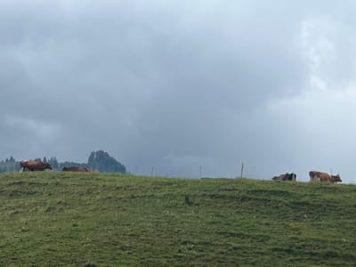 The scene depicts a rural landscape near Pringy, Switzerland, under an overcast sky. The foreground and midground are dominated by a large, verdant grassy hill or pasture, exhibiting varied shades of green and some undulations. Along the crest of this hill, five cows are present. From left to right: one reddish-brown cow stands facing left; a dark brown cow is partially obscured, possibly lying down or grazing; a dark-colored cow is largely obscured by the hill's rise; and two cows, one light brown and white mottled and another darker brown/black, stand near the right edge, facing right. Thin, dark vertical posts, consistent with a fence line, are sparsely visible along the hill's crest. The sky above is filled with dense, dark gray clouds, indicative of heavy overcast conditions. A line of dark green trees, primarily conifers, is visible in the distant background, just above the hill and beneath the cloud line. No people are visible.