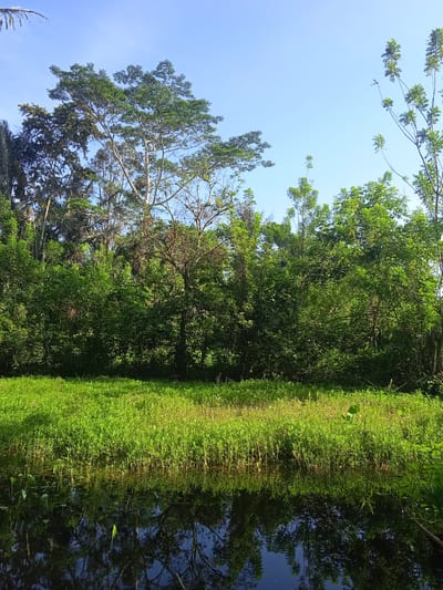 The image depicts a natural scene in Bora, Indonesia, characterized by lush greenery and a body of water reflecting the sky and trees. In the foreground, a calm, dark body of water occupies the bottom portion of the frame, with aquatic plants visible along its edge and in the water itself. The water exhibits a clear reflection of the vegetation and the sky above.
Adjacent to the water is a dense, vibrant green grassy area that extends horizontally across the middle of the image. This grassy expanse is illuminated by sunlight, creating patches of bright green and subtle yellow hues.
Behind the grass, a thick line of trees and bushes forms a verdant wall. The foliage is predominantly a rich green, with varying shades indicating different types of plants and the depth of the vegetation. Taller trees with lighter bark and branches are interspersed within this dense growth, reaching towards the sky. Some of these taller trees have lighter-colored leaves or sparse foliage, contrasting with the darker, denser undergrowth.
The sky above is a clear, bright blue, devoid of clouds. The overall impression is one of a tranquil, sunlit natural environment, likely a park or undeveloped area within Bora, Indonesia. No people or animals are present in the image.
