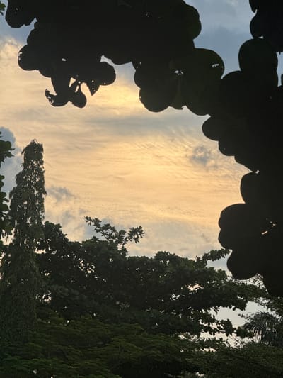 The image captures a view looking up through foliage towards a cloudy sky tinged with the warm hues of sunset. Silhouetted leaves frame the sky, creating a natural, organic border. The clouds appear thin and streaky, suggesting a gentle wind. To the right and bottom of the frame, dense green trees are visible, their leaves creating a rich tapestry of shadows and light. One tree on the bottom left has large, rounded leaves that are heavily silhouetted against the sky, while another to the right has a more feathery, textured appearance. The overall impression is one of a peaceful, natural setting during the golden hour. The time of day is clearly late afternoon or early evening, indicated by the warm, soft light illuminating the clouds. No people, objects, text, or specific activities are discernible in the image. The location context provided is Amansee, Nigeria.