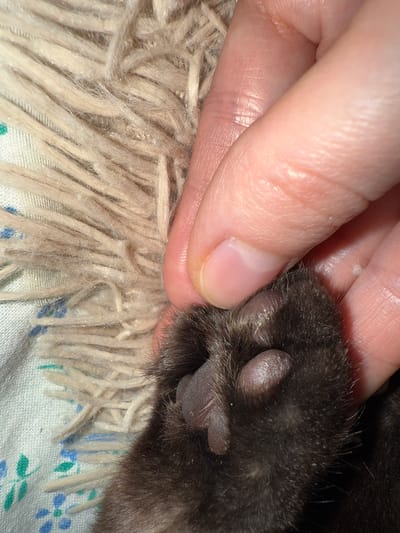 An extreme close-up shot captures a human hand gently touching a cat's dark-furred paw, set against a backdrop of textured fabrics. The human hand, appearing to be an adult's with light skin and a neatly kept fingernail on the thumb, is positioned to the left, with fingers slightly curled around the cat's paw. Visible skin texture, including fine lines and subtle reflections, suggests indoor lighting. On the human's skin near the cat's paw, a small white speck is noticeable.

The cat's paw, located on the right, is covered in dense, dark fur with some lighter hairs intermingled. Its paw pads are visible, appearing dark greyish-brown, slightly wrinkled, and healthy. Scattered small white particles, possibly dust or dander, are present on the cat's fur and the surrounding materials.

Below the interaction, two different fabrics create the setting. Immediately under the paw and hand is a beige, shaggy-textured material, possibly a rug or a fluffy blanket, with long, coarse fibers. Beneath this, a white fabric with a repeating pattern of blue and green shapes (possibly floral or abstract) is visible, suggesting a bedsheet or another type of blanket.

The overall scene conveys a tender, affectionate interaction between a human and a pet within a domestic environment. There is no visible text. The location context provided is Khrenovoye, Russia.