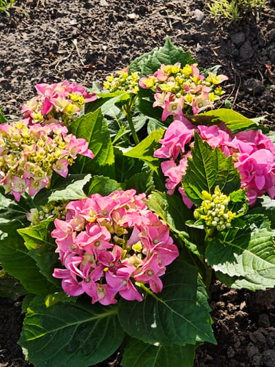 This is a close-up, high-angle, natural light photograph of a blooming hydrangea bush planted in dark soil. The bush has multiple clusters of pink and yellow flowers, interspersed with large, green, serrated leaves. Some of the flower clusters are fully bloomed, while others are still in bud form, showing small green sepals. The soil appears dry and has a rough texture with some small stones and organic debris. The background is out of focus, showing more of the dark soil and a hint of green foliage from nearby plants or grass. The scene is devoid of any human presence or activity. The image was likely taken outdoors in a garden or park setting. Without specific landmarks or contextual clues, it is impossible to determine the precise location within Mülheim an der Ruhr.