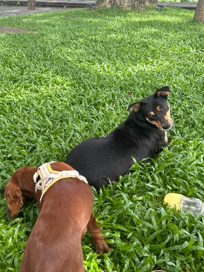 Two dogs are lying on a green grassy area in Tambon San Phi Suea, Thailand. The dog in the foreground is a reddish-brown dachshund wearing a harness. The dog in the background is black and brown and is looking towards the camera. A yellow water bottle is lying in the grass to the right of the dogs. In the background, there is a wooden pathway and trees.