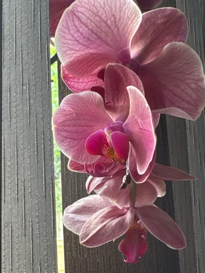 The image shows a close-up of a pink orchid with several blooms. The orchid is hanging vertically, with some of its petals overlapping. The background is blurred and appears to be a window with vertical blinds, through which a green outdoor environment is visible. The lighting suggests it is daytime. The scene is indoors, likely a home or a greenhouse, and there are no people or specific landmarks to indicate a location in Oldham, United Kingdom.
