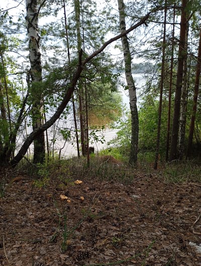The image depicts a forest floor littered with pine needles, fallen leaves, twigs, and pinecones. Several clusters of small, yellowish mushrooms are visible on the ground, particularly in the lower right and center portions of the frame. In the background, a body of water, possibly a lake or river, is visible through a dense stand of trees, including birch and pine. The water appears calm with a slightly muddy hue. Green foliage and undergrowth are scattered throughout the scene. The overall environment suggests a natural, undeveloped setting, consistent with the outskirts of a rural area. This scene could be located in the vicinity of Vekoshinka, Russia, given the typical forest and lake ecosystems found in such regions. No people or animals are present in the image.