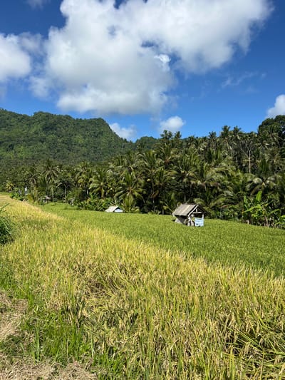 The image shows a rice field in Sidemen, Indonesia. The rice is mostly yellow, indicating it is ready for harvest. A small wooden structure is situated in the middle of the field, surrounded by dense vegetation including palm trees. A lush green mountain is present in the background. Above, the sky is blue with scattered white clouds.