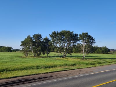 This is a landscape photograph taken from a roadside perspective. The foreground features a two-lane asphalt road with a yellow line painted on the right side and a white line on the left. The road is bordered by a dirt and gravel shoulder. Beyond the road lies a lush, green field, possibly agricultural land, with tall grass in the foreground and shorter, more uniformly green vegetation further back. In the middle ground, a cluster of birch trees with distinctive white bark and green foliage stands prominently. Behind the birch trees, a dense forest line forms the horizon, with rolling hills and hints of distant structures visible through the trees. The sky is a clear, vibrant blue with a few wispy white clouds, suggesting fair weather. The lighting indicates it is daytime, likely late afternoon or early evening due to the long shadows cast on the field. The scene evokes a sense of rural tranquility and natural beauty. There is no visible text in the image. The location is Kormilovka, Russia.