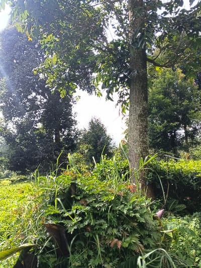 The image displays a lush, verdant natural environment located in Nanlao, China. A prominent tree with a textured, light brown-grey trunk, partially covered in lichen or moss, stands on the right side of the frame, its canopy of green leaves extending upward and leftward. Further into the midground and background, multiple other large trees with dense, dark green foliage are visible. The foreground is heavily populated with diverse vegetation, including tall, thin blades of green grass, a bushy plant with numerous small, compound green leaves—some displaying reddish new growth—and broad-leafed plants, with a visible purple-hued stalk or flower appearing on the lower right. Bright, diffused daylight is discernible through openings in the tree canopy in the upper center and upper left, indicating an outdoor, daytime setting. No human subjects, animals, or man-made structures are present.