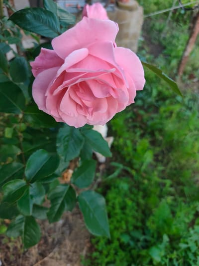 A close-up of a pink rose in full bloom. The rose has numerous petals arranged in a spiral. The rose bush has dark green leaves that are shiny. The background consists of green vegetation that is blurred. A concrete object is barely visible in the top center of the image. The location is the city of Tsar Kaloyan, Bulgaria.
