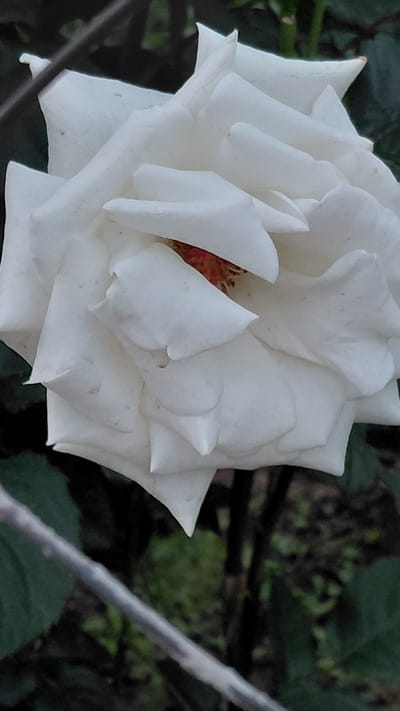 This is a close-up, eye-level shot of a white rose in full bloom. The petals are layered and textured, with some appearing slightly creased and others sharply pointed at the edges. The center of the rose reveals hints of reddish-orange stamens. The background is a blur of dark green foliage, suggesting a garden setting. A thin, grey branch or stem runs diagonally across the right side of the frame, obscuring part of the rose and the background. The lighting appears soft, likely natural daylight, casting subtle shadows on the petals. The overall mood is one of delicate beauty and natural growth. The location context is Ak-Terek, Kyrgyzstan. There is no visible text in the image.