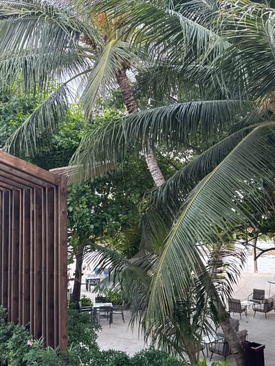This image depicts a tropical outdoor seating area with palm trees. In the foreground, a wooden structure with vertical slats stands on the left. To the right and behind this structure, palm fronds dominate the scene, with their long, thin leaves creating a dense canopy. The ground appears to be sandy, suggesting a beach or coastal location. Several tables with chairs are visible in the background, some set up for dining and others arranged for lounging. The tables are dark, and the chairs are either dark metal or upholstered in a neutral color. In the far background, a body of water, likely the ocean, is visible. The environment is lush and green, with the palm trees and other foliage creating a natural, shaded atmosphere. The scene captures a peaceful and relaxing outdoor setting, characteristic of resorts or private residences in tropical locations. This scene could be found in Felidhoo, Maldives, known for its picturesque beaches and palm-fringed islands.