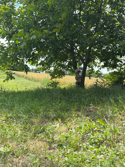 A young child, wearing a light-colored t-shirt, dark shorts, and a patterned bucket hat, stands under the dappled shade of a large tree. The child appears to be holding a thin stick or twig. The tree's dense green foliage casts shadows on the overgrown grass in the foreground. Beyond the tree, a field of golden crops stretches towards the horizon, where hints of buildings and other vegetation are visible under a bright sky. The overall environment suggests a rural or semi-rural setting, likely in Ust'-Dzhigutinka, Russia, given the context. The scene is bathed in natural sunlight, creating a warm and bright atmosphere.