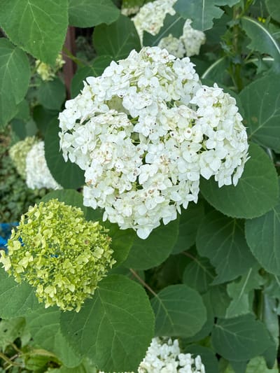 This is a close-up, eye-level, outdoor photograph of white hydrangea flowers and green leaves. The primary focus is on a large, white flower cluster in the upper right quadrant of the image, composed of many small, individual florets, some of which show browning and imperfections. To the lower left of this cluster is a smaller, spherical flower bud or young bloom, colored a vibrant light green, also made up of numerous tiny florets. Large, dark green leaves surround the flowers, providing a lush backdrop. The lighting suggests it is daytime, with natural light illuminating the scene. The location in Chernoyarskaya, Russia, is inferred from external metadata. There are no people or animals visible in the image. The overall impression is of a garden or natural setting.