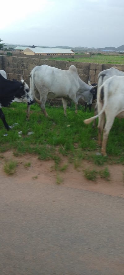 The image depicts a rural or semi-urban setting in DU, Nigeria, featuring several cattle grazing in a patch of green grass. A dirt road or pathway runs in the foreground, with a brick wall and some buildings in the background. The sky is overcast, suggesting a cloudy day. The cattle are of varying colors, including white, black, and a combination of black and white. Some appear to be zebu cattle, characterized by their humps. The scene is naturalistic, capturing a moment of everyday life in the depicted location.