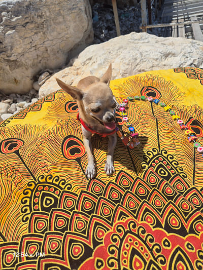 A tan chihuahua wearing a red harness and a colorful bead necklace sits on a yellow and black patterned blanket on a rocky surface. The blanket has a peacock feather design. In the background, there are large rocks and a wooden structure. A timestamp of "12:54 u. PM" is visible in the lower left corner of the image. The scene appears to be outdoors, possibly near a beach or rocky area.