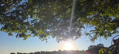 This image depicts a clear sky with a bright sun positioned low on the horizon. The sun is partially obscured by the leaves and branches of a tree, casting a lens flare across the scene. The foreground is dominated by the dense foliage of the tree, with its green leaves and dark branches. Below the tree line, a silhouette of trees and possibly some man-made structures can be seen against the bright sky. The overall impression is a sunny day with a naturalistic view. The specific location in the city of Issyk-Kul, Kyrgyzstan, cannot be determined from the image alone as it lacks distinctive geographical markers.