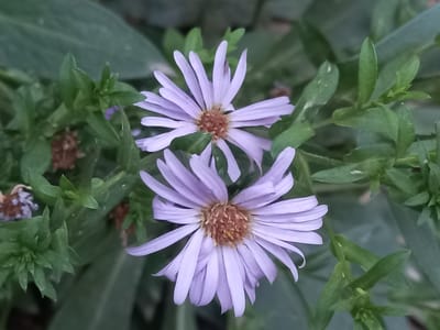 The image shows a close-up of two light purple aster flowers with brown centers. The flowers are surrounded by green foliage, some of which is out of focus. The lighting suggests it is daytime, and the overall impression is one of a natural, outdoor setting, possibly a garden or meadow. There is no visible text in the image. The scene is peaceful and highlights the delicate beauty of the flowers. The location context is Keles, Uzbekistan.