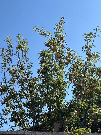 This media file captures a low-angle view of a fruit tree laden with pears, set against a clear, bright blue sky. The scene is likely outdoors and in a natural setting, possibly a garden or orchard, given the presence of fruit-bearing trees. The pears on the branches are in various stages of ripeness, with some appearing red and others a lighter, more golden hue. The leaves of the tree are lush and green, indicating a healthy tree and a likely warm season, possibly late summer or early autumn.

The sun appears to be high in the sky, suggesting it is daytime, likely midday. There are no people visible in the frame, and the focus is entirely on the tree and its fruit. The branches are numerous and extend across the frame, creating a dense canopy of leaves and fruit. The sky occupies a significant portion of the image, providing a stark contrast to the organic shapes and colors of the tree. The overall impression is one of abundance and the natural bounty of the season.

While there are no explicit location cues like buildings or landmarks, the context provided places this scene in Tankovo, Bulgaria. The image conveys a sense of peacefulness and the simple beauty of nature. The light and shadow play on the leaves and fruit add depth and texture to the image. The pears themselves are the central subject, showcasing the results of the tree's growth cycle.