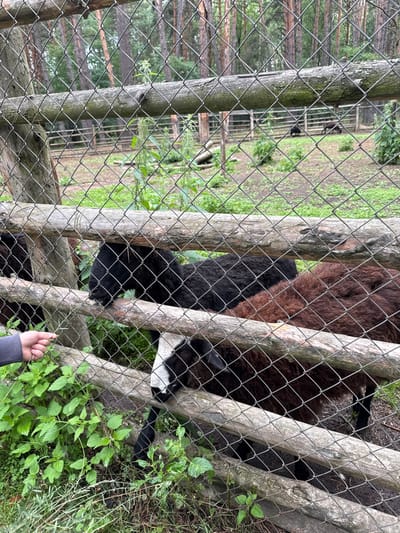 In Leninskii, Russia, within an outdoor enclosure, a human hand in a grey sleeve extends a sprig of green vegetation through a chain-link fence toward a group of sheep. The sheep, mostly dark brown and black with one visible white face, are gathered behind the fence, with at least one animal appearing to nibble on the offered plant. The enclosure has a rustic wooden fence in addition to the chain-link barrier. The ground within the enclosure is dirt and grass, and beyond it, a forest of tall pine trees is visible.