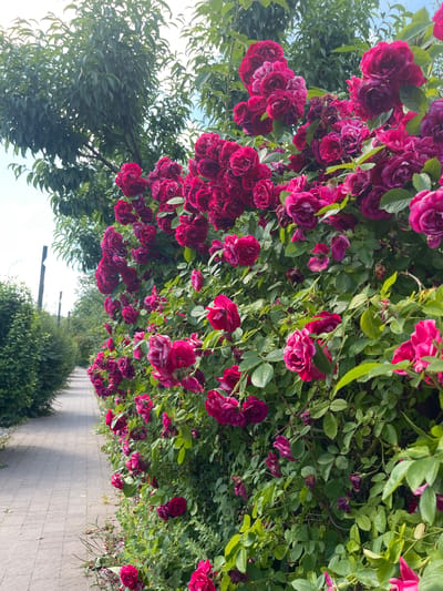 This is a vertical, eye-level shot of a rose bush with numerous deep pink and magenta blooms and green leaves. The roses are in various stages of bloom, with some fully open and others still in bud. The bush is dense, creating a wall of flowers. To the left of the rose bush, there is a tree with many small, elongated green leaves. The rose bush appears to be growing alongside a paved walkway made of light gray rectangular bricks. The walkway recedes into the distance, lined by green bushes and trees. The sky is visible in the upper left quadrant, appearing bright and possibly overcast or hazy. The overall impression is one of abundant natural beauty, with a sense of calm and possibly a pleasant outdoor setting. The time of day appears to be daytime, with soft lighting. There is no visible text in the image. The location context is Vynnyky, Ukraine, which suggests an outdoor, possibly park-like or garden setting.