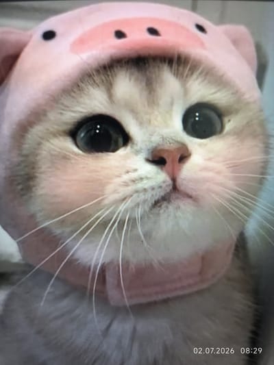 The image is a close-up, head-and-shoulders shot of a light-colored cat wearing a pink pig-themed hat. The cat has large, dark eyes and prominent white whiskers. The hat is soft and covers the cat's ears, with black dots representing the pig's eyes and a pinkish snout area. The background is blurred, with a hint of a light-colored surface on the left and a darker, possibly fabric, surface on the right. A timestamp "02.07.2026 08:29" is visible in the bottom right corner. The scene does not provide any information to suggest a location in Kattasu, Uzbekistan or any urban environment.