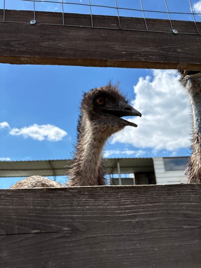 A low-angle shot captures the head and neck of an emu peeking through an opening, likely between two vertical wooden fence posts. The emu's head is tilted, with its beak wide open, revealing the dark interior of its mouth. Its prominent orange-brown eye is clearly visible and directed towards the viewer, suggesting curiosity or vocalization. The bird's head and visible part of its neck are covered in bristly, dark brown-grey feathers.
The foreground is framed by dark wooden posts on either side. A wire mesh fence is attached to the left wooden post. The background features a bright, clear blue sky with scattered white cumulus clouds, indicating a sunny day. To the right, behind the fence and the emu, part of a building with light-colored siding and dark window-like openings is visible, suggesting a farm, stable, or animal enclosure. The overall setting appears to be an outdoor animal exhibit or a private farm in Gay-Kodzor, Russia. No text is visible in the image.