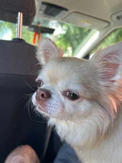 A close-up shot captures a long-haired Chihuahua mix dog looking out from the passenger seat of a vehicle. The dog, primarily cream-colored with hints of tan, has large, expressive ears and prominent whiskers. Its eyes are a warm brown, and its nose is a soft pinkish-brown. The background reveals the interior of the car, including a headrest, a portion of the rearview mirror with a red tag hanging from it, and the sun visor. Outside the car, blurred greenery suggests a natural, possibly suburban or rural, environment. The image does not provide information about the city of Volzhskiy Utes, Russia.