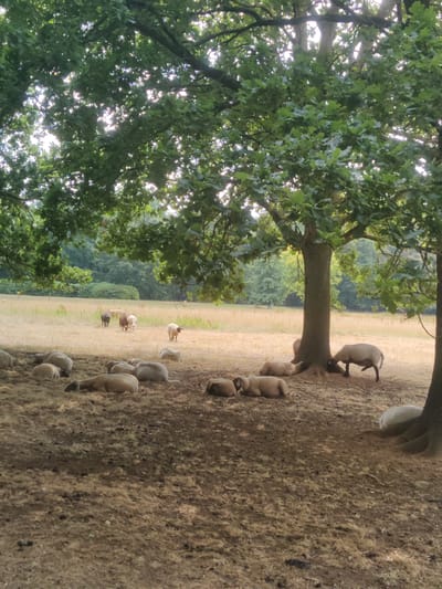 This image depicts a pastoral scene featuring several sheep resting and grazing under the shade of large trees. In the foreground, numerous sheep are lying down or partially obscured by the rough, dry ground cover, which appears to be a mix of dirt and dried vegetation. A few sheep are visible in the middle ground, some grazing in a field of dry, yellow grass, while others stand near the base of a large tree. In the background, a treeline separates the field from a more distant, lush green forest. The lighting suggests it is daytime, with sunlight filtering through the leaves of the trees, creating dappled shadows on the ground.
The location is identified as Isselburg, Germany, suggesting this is a rural or semi-rural setting within or near the city. The scene is tranquil and natural, with the focus on the sheep and their environment. There are no human figures present in the image. The image captures a moment of quiet repose for the flock.