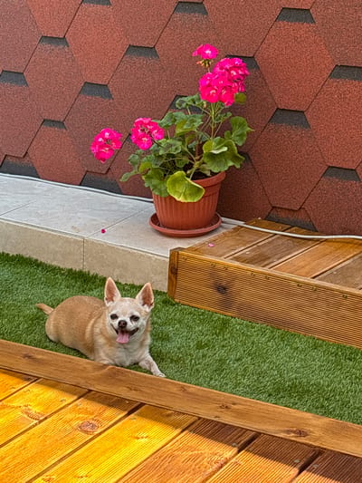 A light brown Chihuahua dog is lying on artificial grass in an outdoor area, with its tongue hanging out and a happy expression. Behind the dog, there is a potted plant with vibrant pink flowers and green leaves. The background consists of a textured, reddish-brown shingled wall and a wooden deck. The scene appears to be in the city of Bozhurishte, Bulgaria.