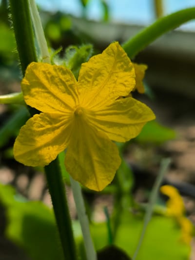 The image shows a close-up, vertical shot of a bright yellow cucumber flower with five petals. The flower is positioned slightly off-center to the left. A fuzzy green stem is visible to the left of the flower, running vertically. Another green stem curves across the upper right portion of the image. The background is blurred, with soft green foliage and hints of brown soil. In the lower right quadrant of the image, a small, out-of-focus yellow bud is visible. The lighting suggests natural daylight, possibly from a greenhouse or outdoor garden setting. The scene does not depict any identifiable urban elements, nor is there any indication of its specific location within Mileștii Mici, Moldova.