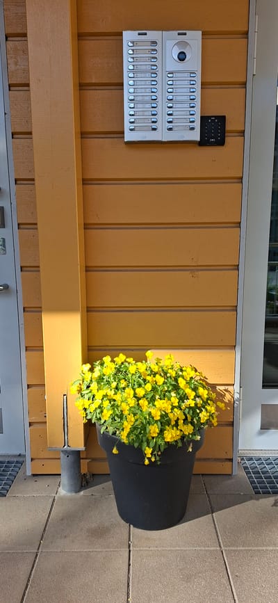 The image shows an exterior view of a building wall with two intercom panels and a large potted plant filled with bright yellow flowers. The wall is painted a warm yellow and appears to be made of wooden planks. The intercom panels are silver and mounted vertically side-by-side, each with a row of numbered buttons and an area for name tags. A small black electronic keypad is mounted above and to the right of the intercoms. The potted plant, a dark gray or black container, is overflowing with vibrant yellow pansies and is positioned to the right of the intercoms, casting a shadow on the wall and the ground. The ground is paved with concrete tiles. A metal downspout runs vertically along the right side of the image, passing behind the potted plant. Above the yellow wall, a white window frame with a gray tiled section is visible. The lighting suggests it is daytime, likely sunny, given the strong shadows. The scene appears to be an entrance to a building, possibly an apartment complex, given the multiple intercom buttons. The overall impression is one of a well-maintained, perhaps residential, exterior. Visible text on the intercoms includes "FERMAX" on the left side of each panel, and numbers such as "32" down to "1" on the buttons. The black keypad has symbols and numbers.
