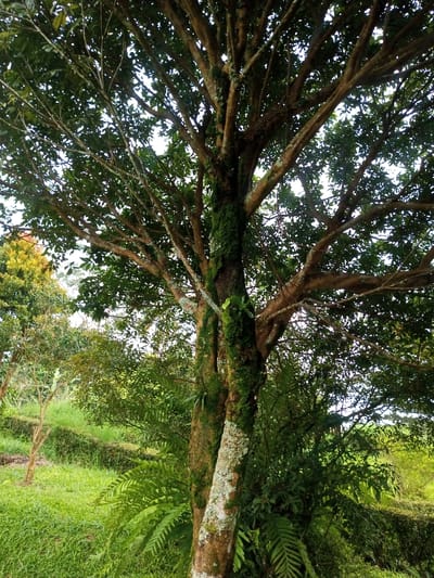 The image presents a serene natural landscape, dominated by a large tree in the foreground. This tree features multiple robust trunks and an expansive canopy of dense, green foliage. Its bark is significantly adorned with patches of vibrant green moss and lighter-colored lichen, particularly on the main trunks. Several large, leafy ferns are visible, growing at the base of the tree and also attached to its moss-covered trunks.
In the mid-ground and background, the scene continues with rich greenery. To the left, another tree with distinctive yellowish-green leaves adds a touch of varied color. The ground is covered with lush green grass, and further back, neatly maintained terraced hedges or landscape features are visible, suggesting a cultivated or organized environment.
The time of day appears to be daytime, with soft, diffused lighting suggesting an overcast sky, as patches of bright sky are visible through the tree's canopy. The overall atmosphere is one of tranquility and abundant natural growth. No human activity is depicted, and no text is visible within the frame. The dense vegetation, moss, and terracing are characteristic of the humid, verdant landscapes found in Nghĩa Đồng Commune, Vietnam.