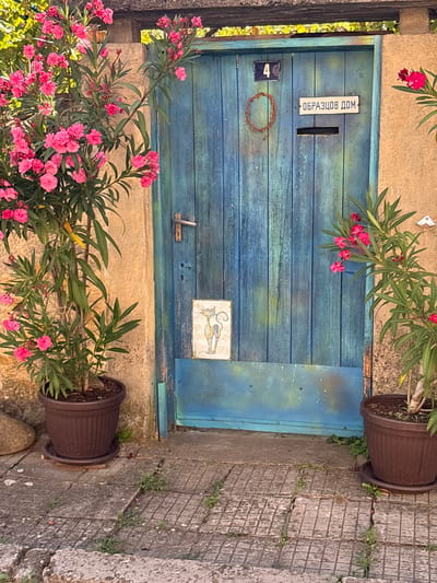 This is a full-frame, eye-level outdoor shot of a rustic blue wooden door in Oreshak, Bulgaria. The door is weathered and has vertical planks, with a metal handle on the right. A small sign with a number "4" in a dark blue rectangle is attached to the upper left of the door. To the right of the number, a white rectangular sign with Cyrillic text reads "ОБРАЗЦОВ ДОМ" (Obraztsov Dom). Below this sign, there is a narrow mail slot. Centered on the door, slightly lower, is a square ceramic tile depicting two stylized cats. A thin, reddish-brown circular twig decoration is affixed to the left side of the door, just below the number "4".
To the left of the door, a large potted oleander plant with abundant pink flowers and green leaves is positioned on a stone patio. Another potted oleander plant with fewer flowers is visible to the right of the door. The ground in front of the door is paved with square concrete tiles, some of which are cracked, with sparse grass growing in the gaps. A large, rounded grey stone is situated to the left of the potted plant. The wall to the right of the door is a rough, light brown stucco. The background shows hints of green foliage and the underside of a roof. The scene appears to be well-lit by natural daylight.