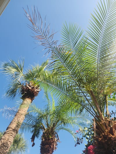 This media file features a low-angle shot looking up at palm trees against a clear blue sky. The scene is set outdoors, likely in a warm climate, given the presence of palm trees. The sun is bright, casting a light glare on some of the leaves, suggesting it is daytime, possibly mid-morning or early afternoon.

The primary subjects are multiple palm trees, with their fronds extending upwards and outwards. One palm trunk is prominently featured, showing its textured bark. Another palm is visible further back, and its fronds are more densely packed. Some of the fronds appear green and healthy, while others, particularly one on the left side, are dry and brown, indicating some withering. Small, green clusters, possibly developing fruits or flowers, are visible on one of the fronds. In the upper right quadrant, there are hints of pink or red flowers on a nearby plant, contrasting with the green of the palm leaves and the blue of the sky. The bottom left corner shows a sliver of a white, horizontal structure, possibly part of a building's eaves or a fence.

There is no discernible activity or event taking place; the image captures a static moment of the natural environment. The overall mood is peaceful and serene, evoking a sense of a sunny day in a tropical or subtropical location. There is no visible text in the media file. The location context provided is Altamonte Springs, United States of America, which aligns with the presence of palm trees in a sunny climate.