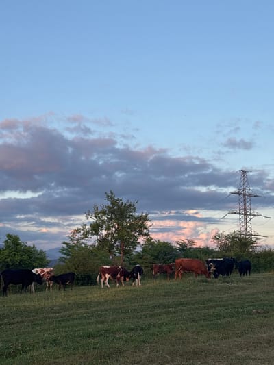 The image depicts a herd of cattle grazing in a grassy field. The scene is set against a backdrop of a cloudy sky with hues of pink and purple, suggesting either dawn or dusk. In the background, a tall electricity pylon stands prominently, with power lines extending across the frame. Lush green trees and vegetation surround the field, with distant hills visible. The cattle are a mix of black, brown, and white breeds, with some calves present. They appear to be peacefully grazing and interacting with each other. The overall impression is one of a rural, natural setting, possibly in Verkhniy Yurt, Russia, given the provided context.