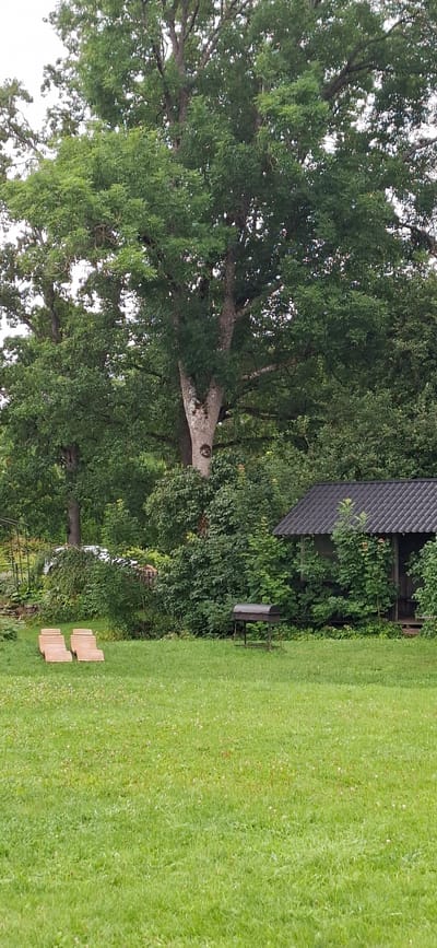 The image depicts a serene outdoor scene in Kata, Estonia. In the foreground, a lush green lawn is dotted with small white flowers, suggesting a well-maintained garden or park. Two light-brown lounge chairs are positioned on the left side of the lawn, facing a large, mature tree that dominates the background.
To the right of the lounge chairs, a black barbecue grill stands on the grass. Further back, nestled amongst dense green foliage, is a small, dark-colored building with a sloped roof. The building appears to be a shed or a small cabin.
The background is filled with a dense arrangement of trees and bushes, creating a natural and somewhat wild setting. The overall impression is one of tranquility and relaxation, with the elements suggesting an outdoor leisure space. The image is taken during daylight, with overcast skies indicated by the diffused light. No people are visible in the scene.