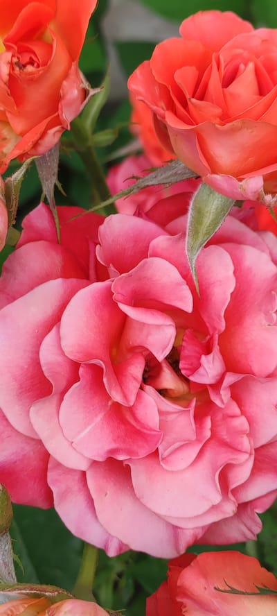 The image displays a close-up, vertical view of multiple blooming roses in varying shades of pink and coral. The foreground is dominated by a large, fully open pink rose, its velvety petals layered in intricate swirls. The edges of these petals are tinged with a slightly darker pink, and subtle variations in light and shadow highlight their delicate textures. To the upper left and right of the pink rose are parts of coral-colored roses, their tightly furled petals suggesting they are either still developing or viewed from a less open angle. Green stems and thorny branches are visible, interspersed with fuzzy sepals. The background consists of blurred green foliage, indicating an outdoor garden setting. The scene captures the natural beauty of the roses, with no human presence or urban elements. The location is specified as Supsekh, Russia, implying this is likely a garden or park within that region.