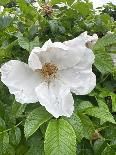 A close-up, eye-level shot features a large, delicate white rose bloom with five petals, positioned slightly off-center to the left of the frame. The petals are crinkled and textured, with some showing signs of browning and weathering. The center of the rose is a cluster of fuzzy, light brown stamens. Several tiny dark insects are visible on the petals and in the center of the flower. The rose is surrounded by abundant, dark green, textured foliage. The background is filled with more of the same green leaves, with hints of other white flowers and dried seed pods peeking through. The overall impression is of a lush, natural setting, likely a garden or wild area. The lighting is overcast, creating soft shadows and muted colors. Based on its natural appearance and abundant greenery, this scene is likely located in a park or garden area within Harkujärve, Estonia. No people are present in the image.