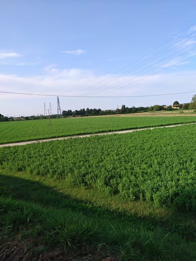 The image shows a wide, green field with a dirt path running through it. In the background, there are trees, some buildings, and power lines stretching across the sky. The sky is blue with a few scattered clouds. The scene appears to be in an agricultural or rural area, likely in Castelfranco Emilia, Italy, given the context. There are no people visible in the image. The overall impression is one of a serene, open landscape under a clear sky.