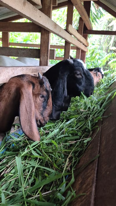 Two goats are eating grass inside a wooden pen. One goat is black with a white patch on its forehead, and the other is brown with dark stripes. The pen is made of rough-hewn wooden planks and is situated outdoors, with lush green foliage visible in the background, suggesting a tropical or humid environment. The goats appear to be focused on their meal, with their heads lowered towards the grass. The scene is lit by natural daylight, though the time of day and weather conditions are not definitively clear. There is no visible text in the image. The setting, with the wooden structure and abundant greenery, indicates a rural or farm environment in Mee, Indonesia.