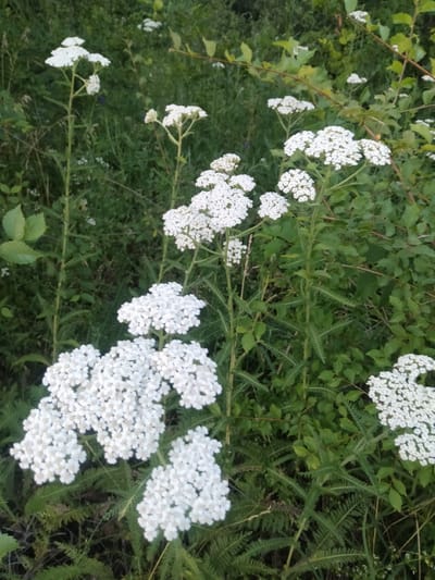 This is a close-up, eye-level, outdoor photograph of yarrow plants in Zherebkove, Ukraine. The yarrow, with their characteristic flat-topped clusters of small white flowers, are the primary subjects, dominating the frame. Their feathery green foliage is visible beneath the blooms. The background is a dense tapestry of green vegetation, likely a mix of other wild plants and grasses, suggesting an uncultivated or natural setting. The lighting appears to be natural daylight, casting a soft, diffused light on the scene. No people or animals are present.