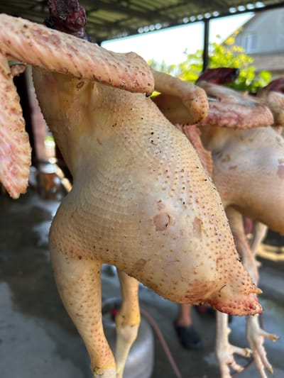 Two uncooked chickens hang by their necks outdoors. The chickens have light-colored skin with visible pores and some dark spots. One chicken is in the foreground, angled towards the viewer, with its wings spread slightly. The second chicken is behind and to the right, also hanging. The background is blurred but appears to be a rural or semi-rural area with some vegetation and a building with a roof. The ground appears to be a concrete or paved surface. A person's legs and feet are visible in the lower right background. This scene appears to be in Copceac, Moldova.
