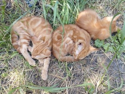 Three ginger tabby kittens are curled up sleeping on dry grass and some green foliage. The kittens are lying close together on the ground, partially obscured by tall green blades of grass. The kitten on the left is curled on its side with its head tucked in, showing its striped back and tail. The middle kitten is also curled up, with its head facing inward and its body forming a tight ball. The kitten on the right is lying on its back with its head slightly turned away, showing its fluffy belly and hind legs. The scene appears to be outdoors during the daytime, likely in a rural or grassy area. The lighting suggests it could be a sunny day. There is no visible text in the image. The kittens seem to be in a state of peaceful slumber, undisturbed by their surroundings. The location context provided is Baryshivka, Ukraine, which suggests a setting consistent with the natural environment depicted.