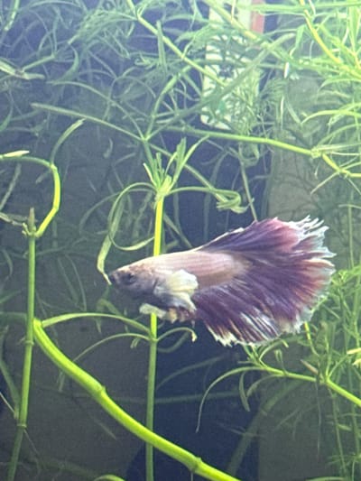 A betta fish swims in an aquarium surrounded by lush green aquatic plants. The fish has a lavender body with a flowing purple and white tail. The background is dark and out of focus, highlighting the vibrant colors of the fish and plants. There is no indication of the city of Busmantsi, Bulgaria in the image.