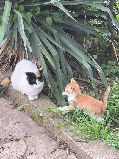 An outdoor shot, seemingly taken in a garden or green space in Brusen, Bulgaria. An orange and white kitten is seen in motion, its forepaws extended as it appears to play or explore the area near a concrete edge overgrown with grass. Nearby, nestled amongst large, spiky leaves, is a white cat with black and orange markings on its head, and an orange tail. It is resting or observing the kitten. The scene suggests a peaceful, natural environment within an urban setting.